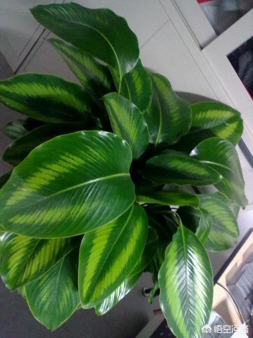 300种常见植物图谱_常见植物图片简笔画