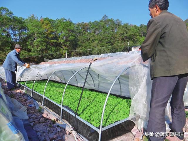 草莓种子的种植方法和技术_草莓种子的正确种植方法