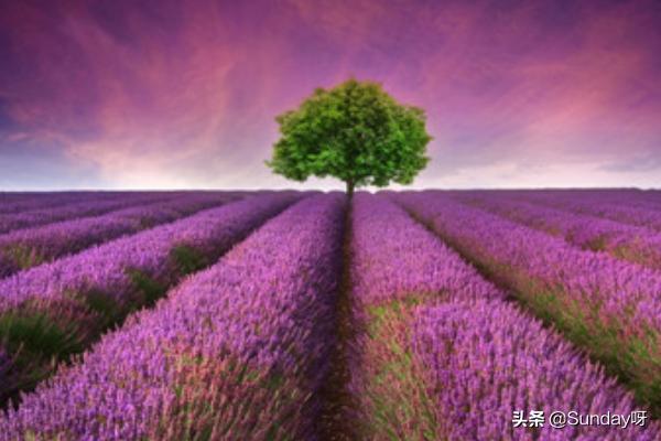 薰衣草花象征着什么_薰衣草代表什么象征意义