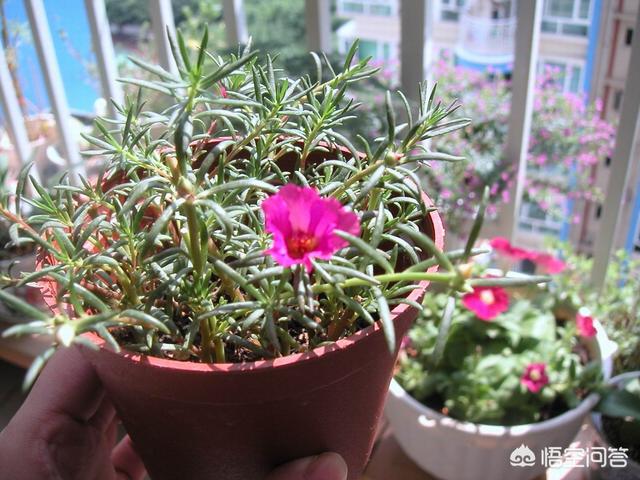 太阳花冬天怎么过冬怎么养_太阳花为什么叫死人花