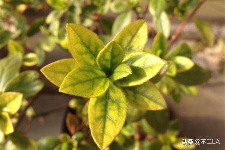 栀子花叶子发黄怎么补救_栀子花叶子发黄补救办法