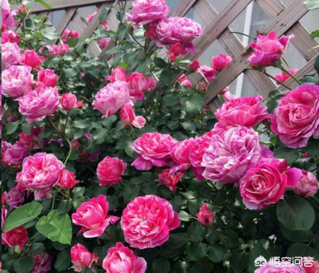爬墙月季哪个品种好自己爬_爬墙的月季那个品种最香花最好看