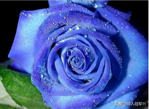 蓝玫瑰花语图片大全_蓝玫瑰花花语是什么意思