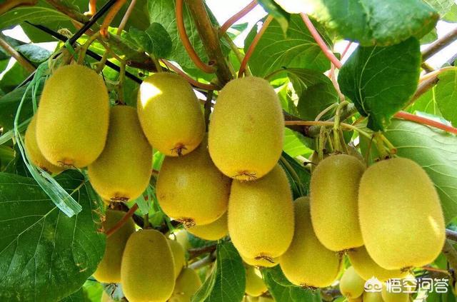 猕猴桃树苗几年结果_猕猴桃苗几年可以结果