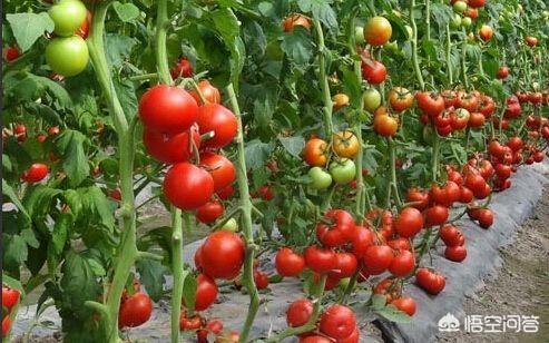 番茄栽培技术要点_番茄栽培技术要点及株距