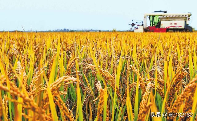 现在种什么最赚钱 农村_现在种什么能赚钱