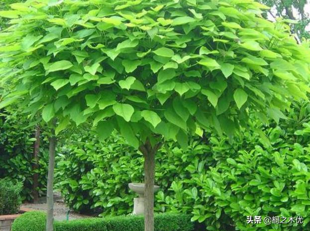 梓树简介_梓树典故