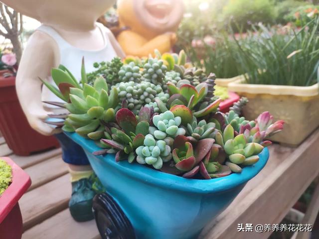 多肉的养殖方法_佛手掌多肉的养殖方法