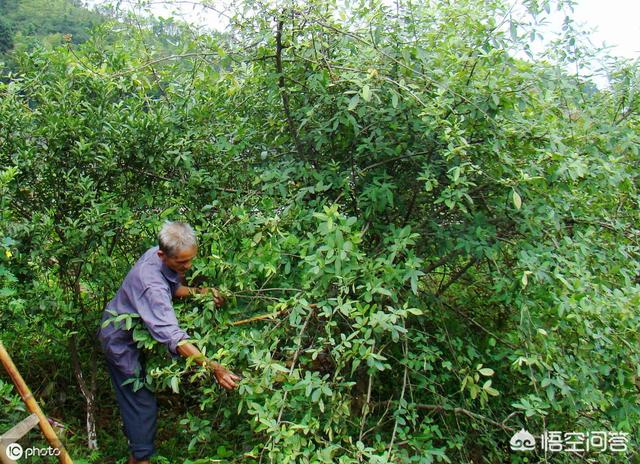 种花椒树会死人吗_种花椒树会死人吗为什么