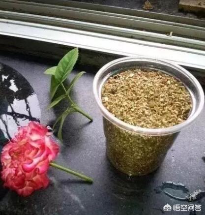 普通土可以扦插月季吗_普通土可以扦插月季吗怎么养