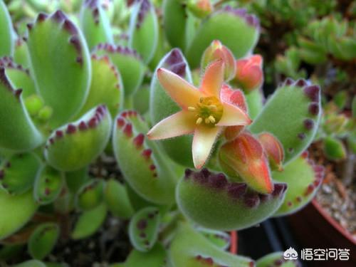 碧光环_碧光环小兔子幼年