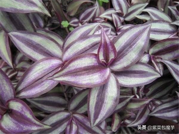 水竹草_水竹草的功效与作用