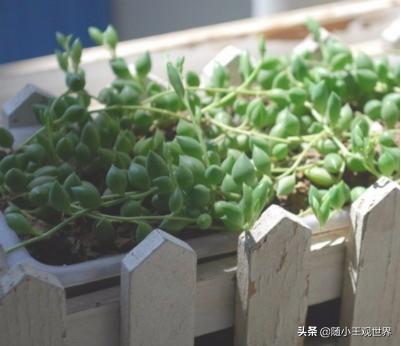 珍珠吊兰美术教案_珍珠吊兰美术教案小班ppt