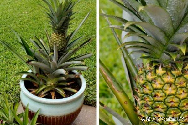 菠萝种植方法盆栽_菠萝种植方法盆栽图片