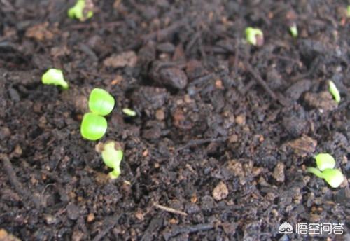 满天星种子发芽_满天星种子发芽时间