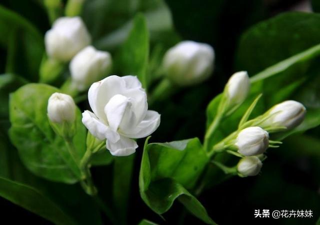 茉莉花的养殖方法移栽_茉莉花的养殖方法移栽视频
