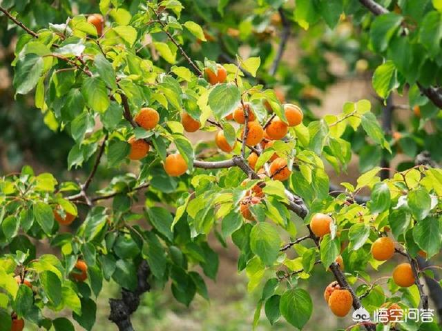 杏树的种植方法_杏树的种植方法盆栽