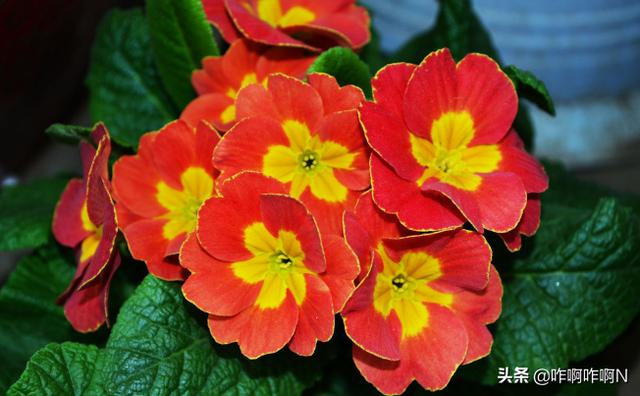 关于春天的花（关于春天的花有哪些）