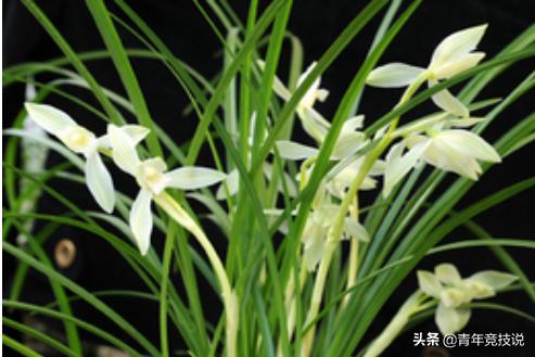 家庭如何养好兰花_怎么养兰花新手学