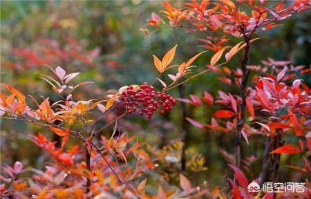 南天竺植物图片_一款开飞船的游戏