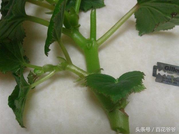 中华秋海棠图片_中华秋海棠叶是什么意思