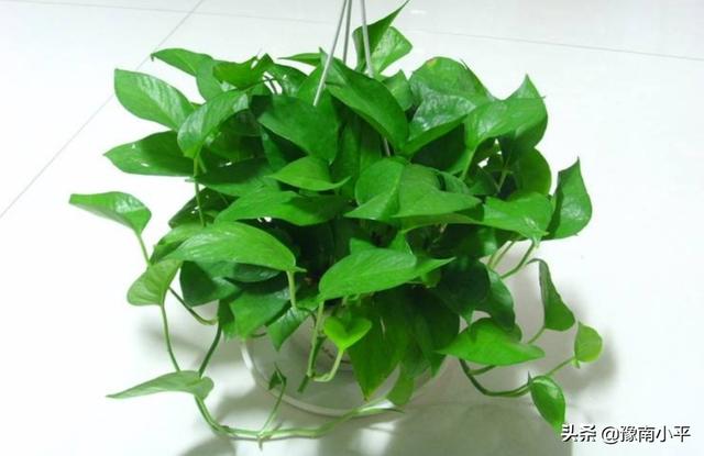 怎么养好绿萝_怎么养好绿萝又大又肥
