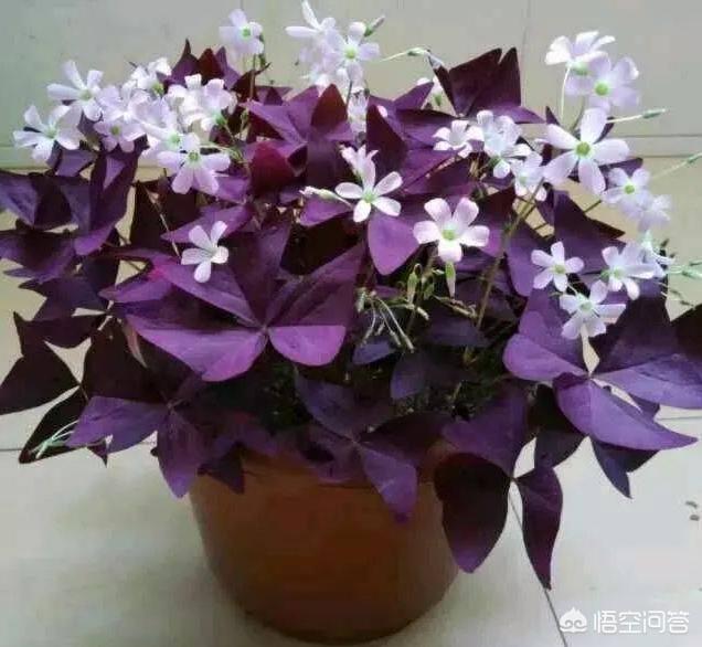 紫色酢浆草_紫色酢浆草花语和寓意