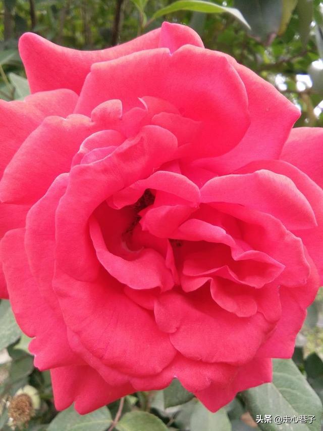 异地送花贺卡的情话_异地送花贺卡的情话怎么写