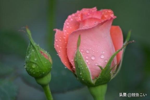 花语图片大全_花语图片大全插花艺