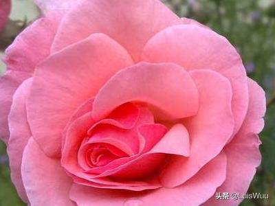 万寿菊和金盏花一样吗（万寿菊和菊花是一种花吗）