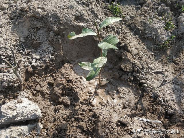 茶树苗_茶树苗种植方法
