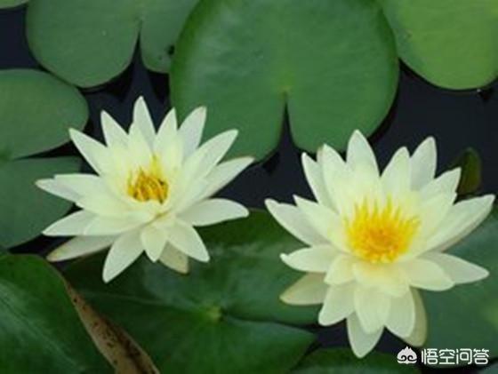 睡莲的种植方法盆栽_睡莲的正确种植方法