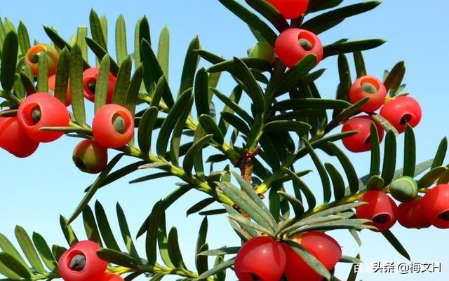 红豆杉怎么养殖方法_红豆杉养殖方法和注意事项盆栽