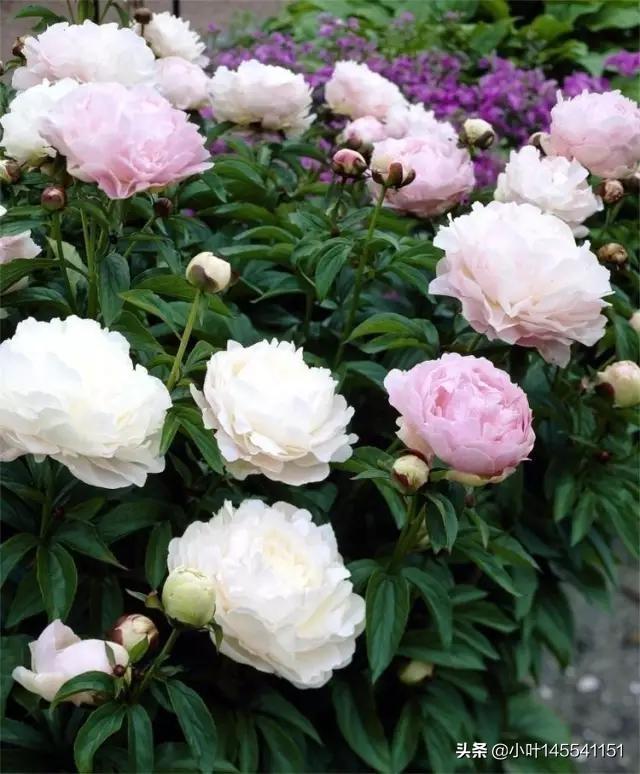 芍药适合什么地方种植_芍药适合什么地方生长