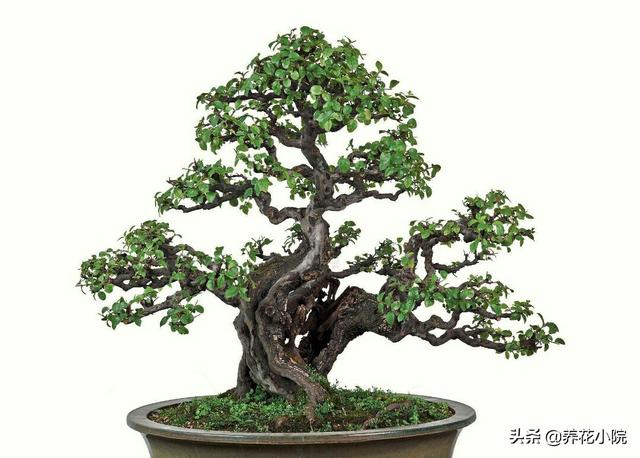 金雀梅盆景图片_金雀梅盆景图片大全