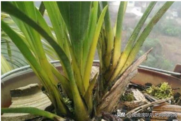 白兰树的种植方法_白兰树的种植方法视频