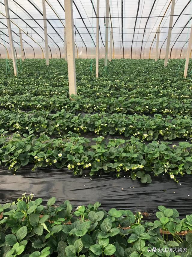 冬季草莓的种植方法和技术_冬季草莓种植技术与管理