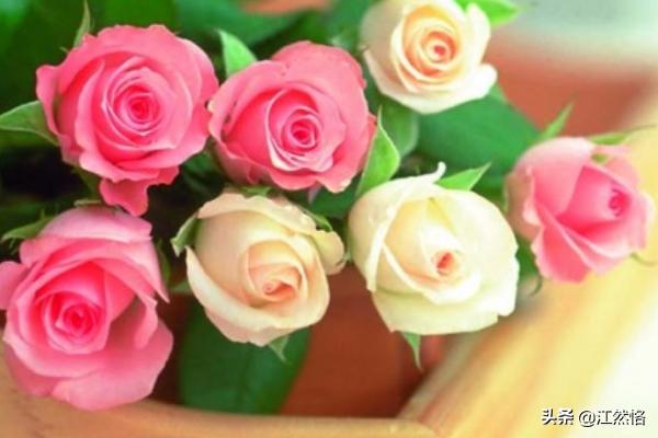 11支玫瑰花_11支玫瑰花束