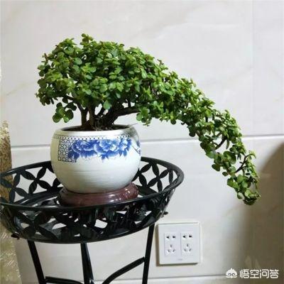 植物金枝玉叶图片_植物金枝玉叶简介