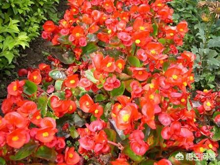 四季海棠怎么修剪_四季海棠怎么修剪开花多