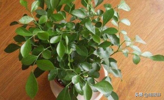 九里香花的养殖方法_九里香花的养殖方法视频