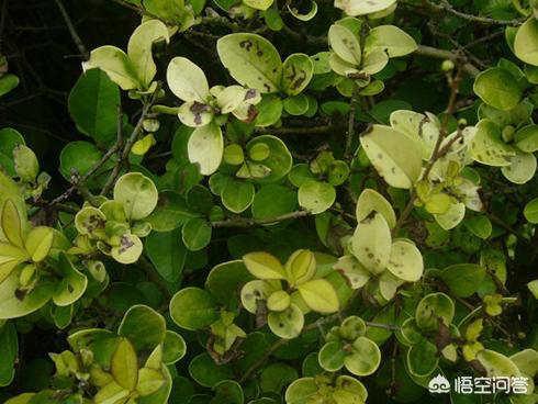 女贞叶子图片_女贞叶片结构图