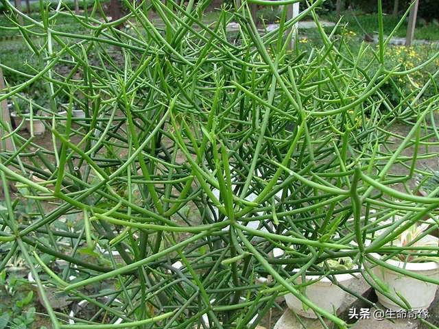 光棍树有毒_光棍树有毒吗图片大全