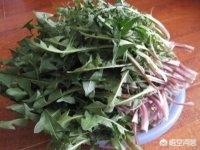 蒲公英茶图片_蒲公英茶图片的功效与作用