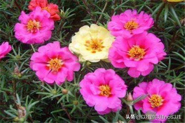 太阳花的种子_太阳花的种子怎么种容易发芽