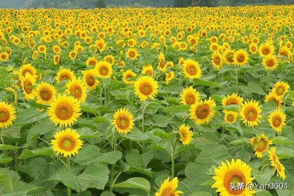 向日葵的花语是啥_向日葵的花语是啥意思