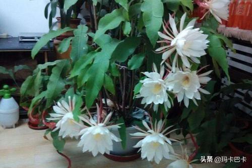 什么花什么时候开放几点_什么花什么时间开放什么时间凋谢