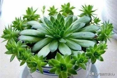 观音莲的养殖方法多肉_多肉观音莲怎么养老桩