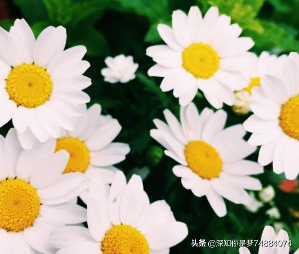 小雏菊花的花语是什么_小雏菊花的花语是什么