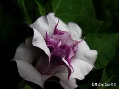 死亡之花图片_死亡之花图片大全